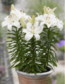 Gwen - Låg Asiatisk Lilja | Lilium (Asiatiska Gruppen) - Bulbs.se