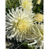 White Star - Dahlia Kaktus