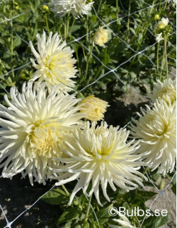 White Star - Dahlia Kaktus
