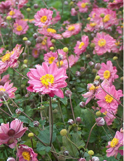 Pamina - Fylld Höstanemon| Anemone hypehensis var. Japonica - Bulbs.se