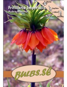 Rubra - Kejsarkrona/Keisarinpikarililja punainen
