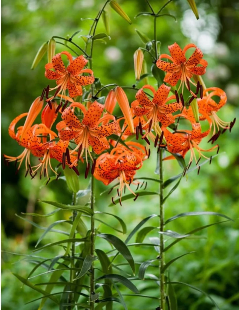 Lancifolium splendens - Tigerlilja | Lilium Lancifolium - Bulbs.se