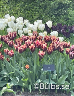 Slawa - Tulpan Triumph|Tulipa gesneriana (Triumph-Gruppen) - Bulbs.se