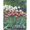 Slawa - Tulpan Triumph|Tulipa gesneriana (Triumph-Gruppen) - Bulbs.se