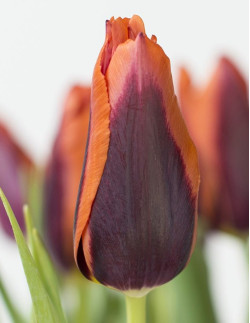 Slawa - Tulpan Triumph|Tulipa gesneriana (Triumph-Gruppen) - Bulbs.se