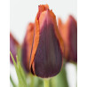 Slawa - Tulpan Triumph|Tulipa gesneriana (Triumph-Gruppen) - Bulbs.se