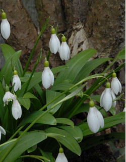 Grön Snödroppe| Galanthus woronowii - Bulbs.se