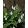 Grön Snödroppe| Galanthus woronowii - Bulbs.se