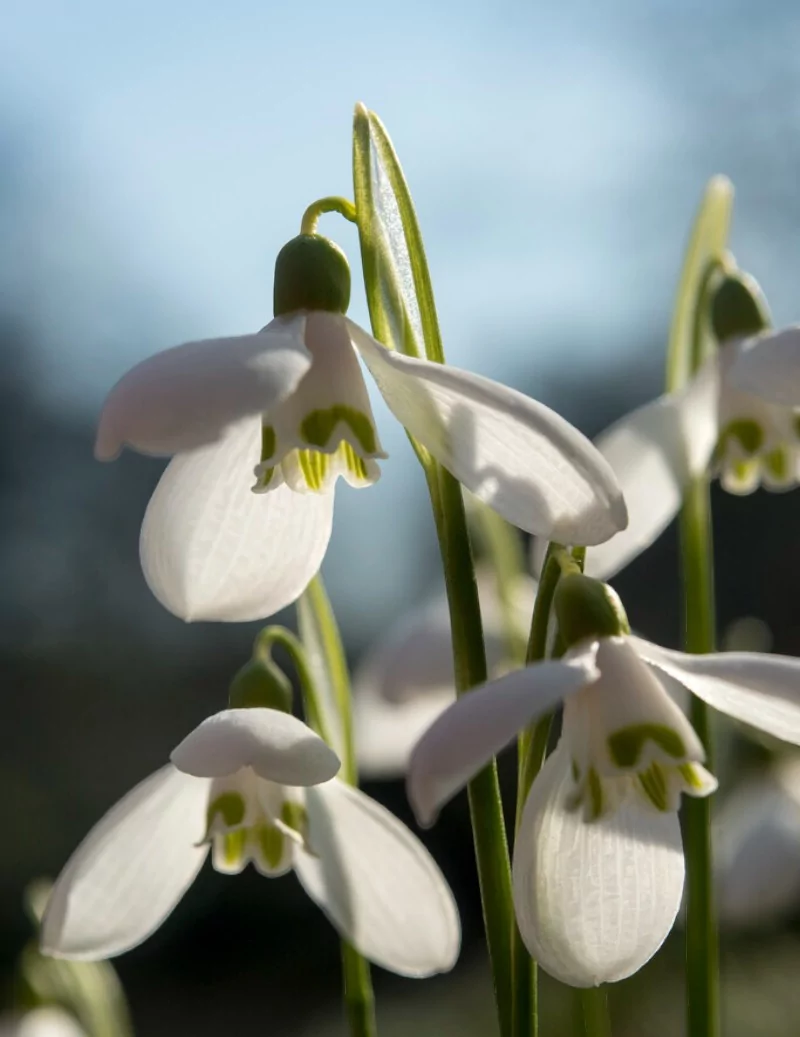 Grön Snödroppe| Galanthus woronowii - Bulbs.se