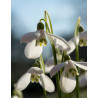 Grön Snödroppe| Galanthus woronowii - Bulbs.se