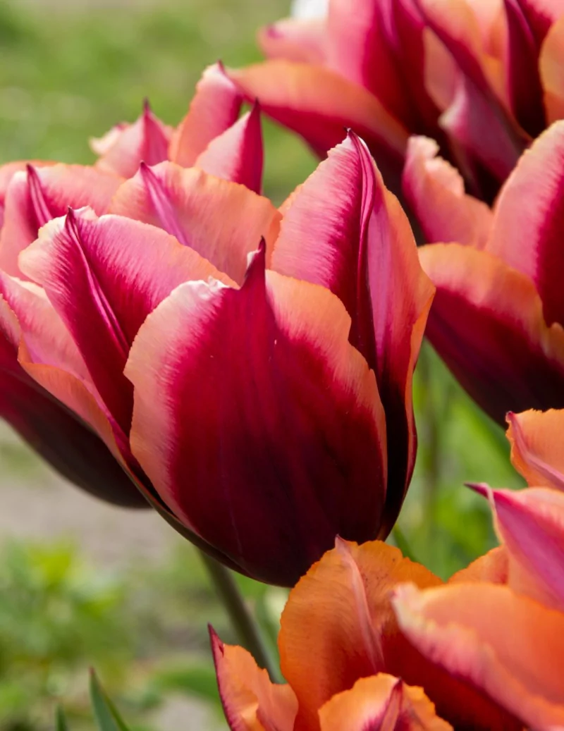 Slawa - Tulpan Triumph|Tulipa gesneriana (Triumph-Gruppen) - Bulbs.se