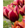 Slawa - Tulpan Triumph|Tulipa gesneriana (Triumph-Gruppen) - Bulbs.se