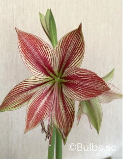 Exotic Star - Amaryllis Enkel | Hippeastrum - Bulbs.se