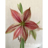 Exotic Star - Amaryllis Enkel | Hippeastrum - Bulbs.se
