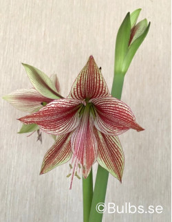 Exotic Star - Amaryllis Enkel | Hippeastrum - Bulbs.se