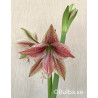 Exotic Star - Amaryllis Enkel | Hippeastrum - Bulbs.se