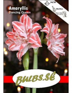 Dancing Queen - Amaryllis Dubbel