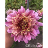 Mambo - Dahlia Anemon - rosa | Dahlia - Bulbs.se