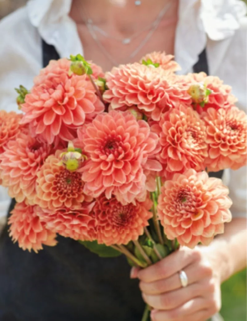 Freeman - Dahlia Dekorativ - aprikosrosa | Dahlia - Bulbs.se