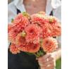 Freeman - Dahlia Dekorativ - aprikosrosa | Dahlia - Bulbs.se