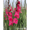 Fairytale Pink - Storblommig Gladiol - rosa | Gladiolus (Storblommiga-Gruppen) - Bulbs.se