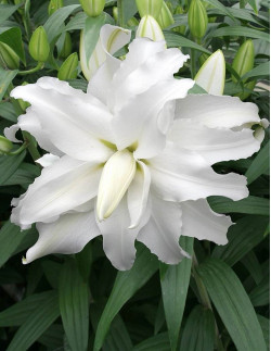 My Wedding - Dubbel Orientalisk Lilja| Lilium (Orient Gruppen) - Bulbs.se