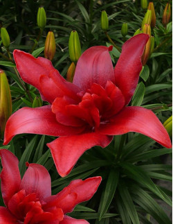 Bald Eagle - Dubbel Asiatisk Lilja| Lilium (Asiatiska Gruppen) - Bulbs.se