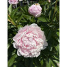 Alertie - Luktpion - ljusrosa | Paeonia lactiflora - Bulbs.se