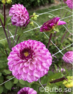Columbus - Dahlia Boll - lila| Dahlia - Bulbs.se