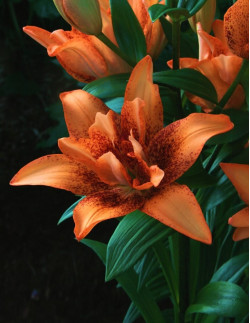 Double Love - Dubbel Asiatisk Lilja| Lilium (Asiatiska Gruppen) - Bulbs.se