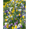 April Fool's Day - Blandning| Narcissus/Crocus - Bulbs.se