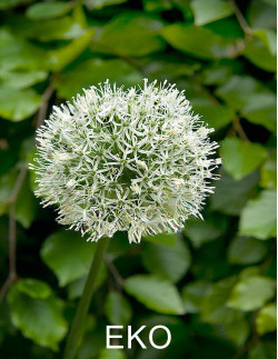 EKO Mount Everest - Skägglök| Allium stipitatum - Bulbs.se