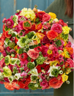 Super Green Mixed - Fransk Ranunkel