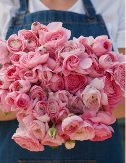 Amandine Rose - Fransk Ranunkel