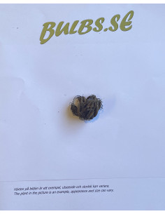 Amandine Pastel Lemon - Fransk Ranunkel