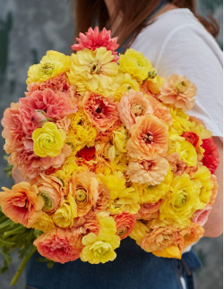 Amandine Pastel Lemon - Fransk Ranunkel