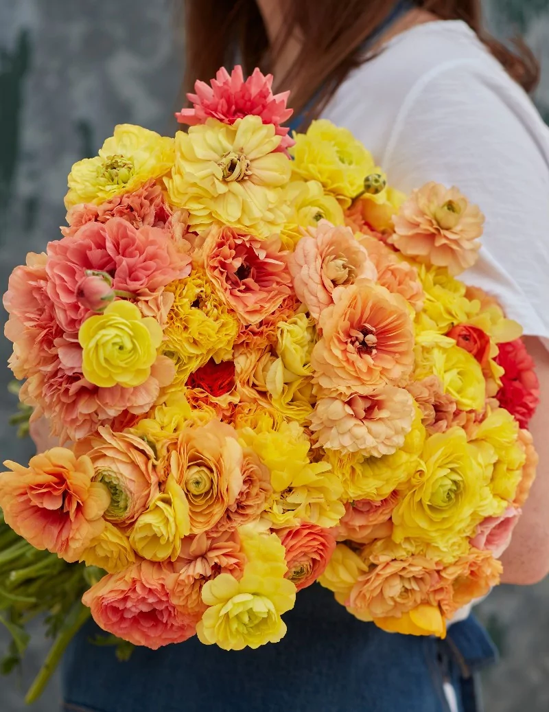 Amandine Pastel Lemon - Fransk Ranunkel