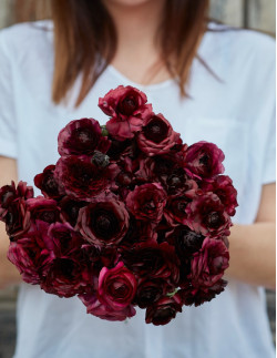 Amandine Black - Fransk Ranunkel