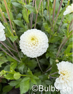 Never Give Up - Dahlia Dekorativ - vit| Dahlia - Bulbs.se