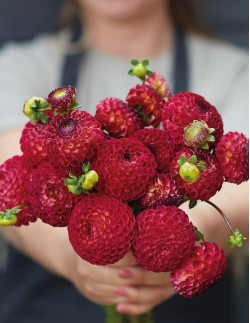 Ryecroft Blackberry - Dahlia Pompon - mörkröd | Dahlia - Bulbs.se