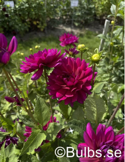 Berner Oberland - Dahlia Näckros - lilacerise | Dahlia - Bulbs.se