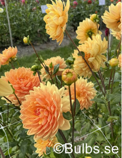 Rancho - Dahlia Näckros - orange | Dahlia - Bulbs.se