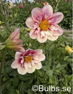 Rhubarb & Custard - Dahlia Halskrås - aprikosrosa | Dahlia - Bulbs.se