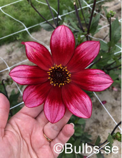 Lou Farman - Dahlia Enkel - rosa | Dahlia - Bulbs.se