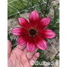 Lou Farman - Dahlia Enkel - rosa | Dahlia - Bulbs.se