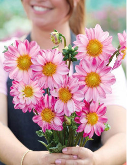 Pink Emperor - Dahlia Enkel - rosa | Dahlia - Bulbs.se