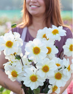 White Emperor - Dahlia Enkel - vit | Dahlia - Bulbs.se