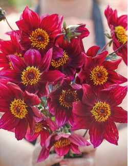 Schipper's Choice - Dahlia Enkel - purpurröd | Dahlia - Bulbs.se