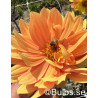 Sunrich Orange - Dahlia Enkel - orange aprikos | Dahlia - Bulbs.se