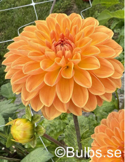 Amber Crystal - Dahlia Boll - orange | Dahlia - Bulbs.se